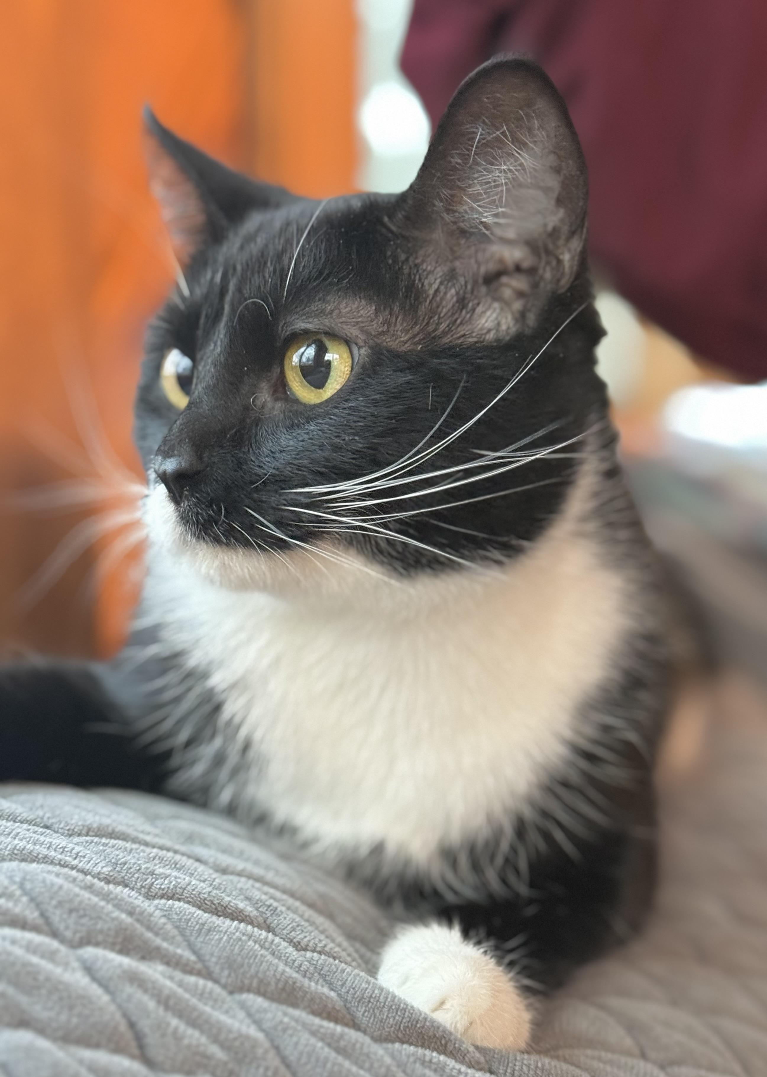 Enlarge Bowie, a ADOPTABLE Domestic Short Hair in Minneapolis, MN image 5/6