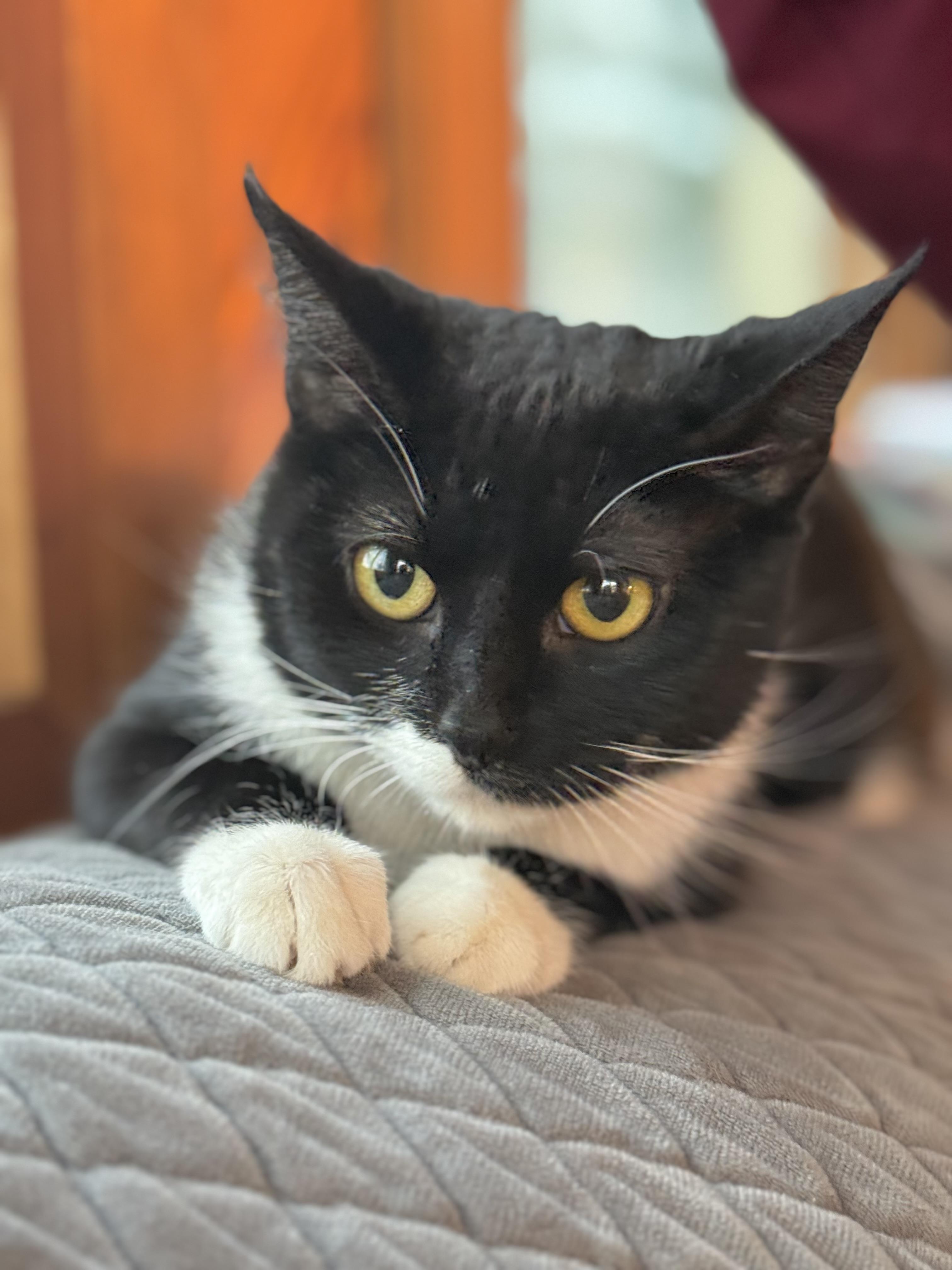 Enlarge Bowie, a ADOPTABLE Domestic Short Hair in Minneapolis, MN image 6/6