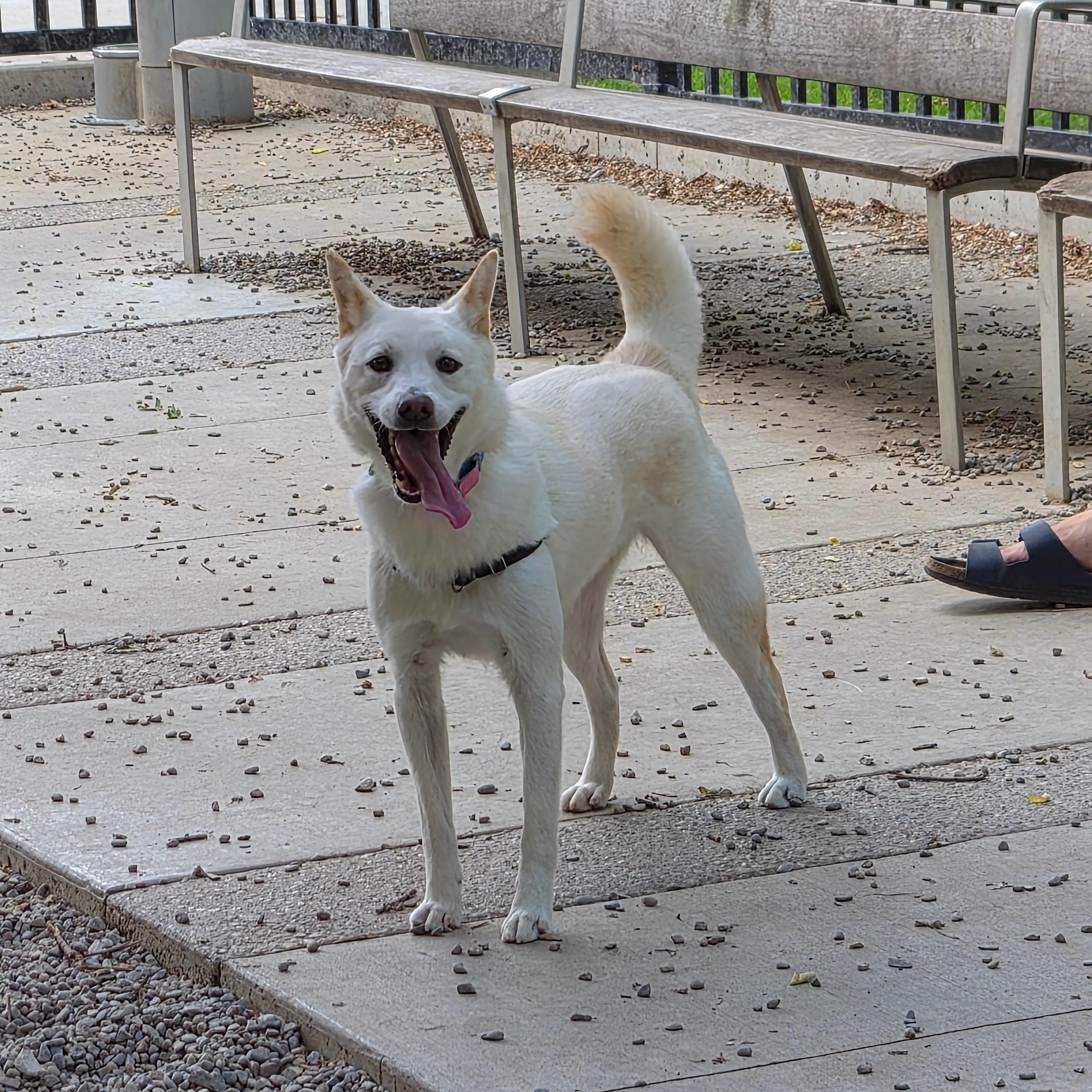 Enlarge Tuki, a ADOPTABLE Jindo in Toronto, ON image 3/4