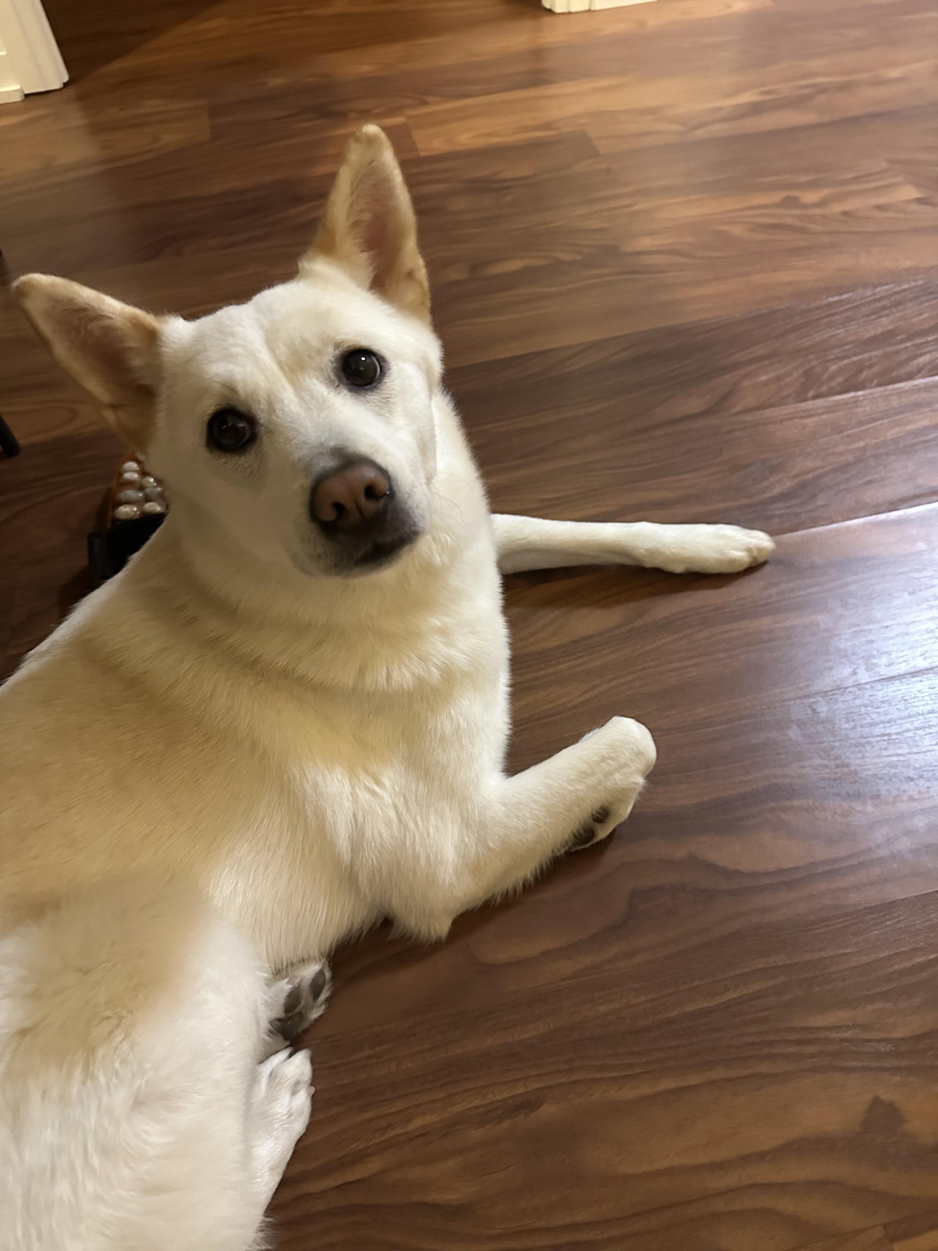 Enlarge Tuki, a ADOPTABLE Jindo in Toronto, ON image 4/4