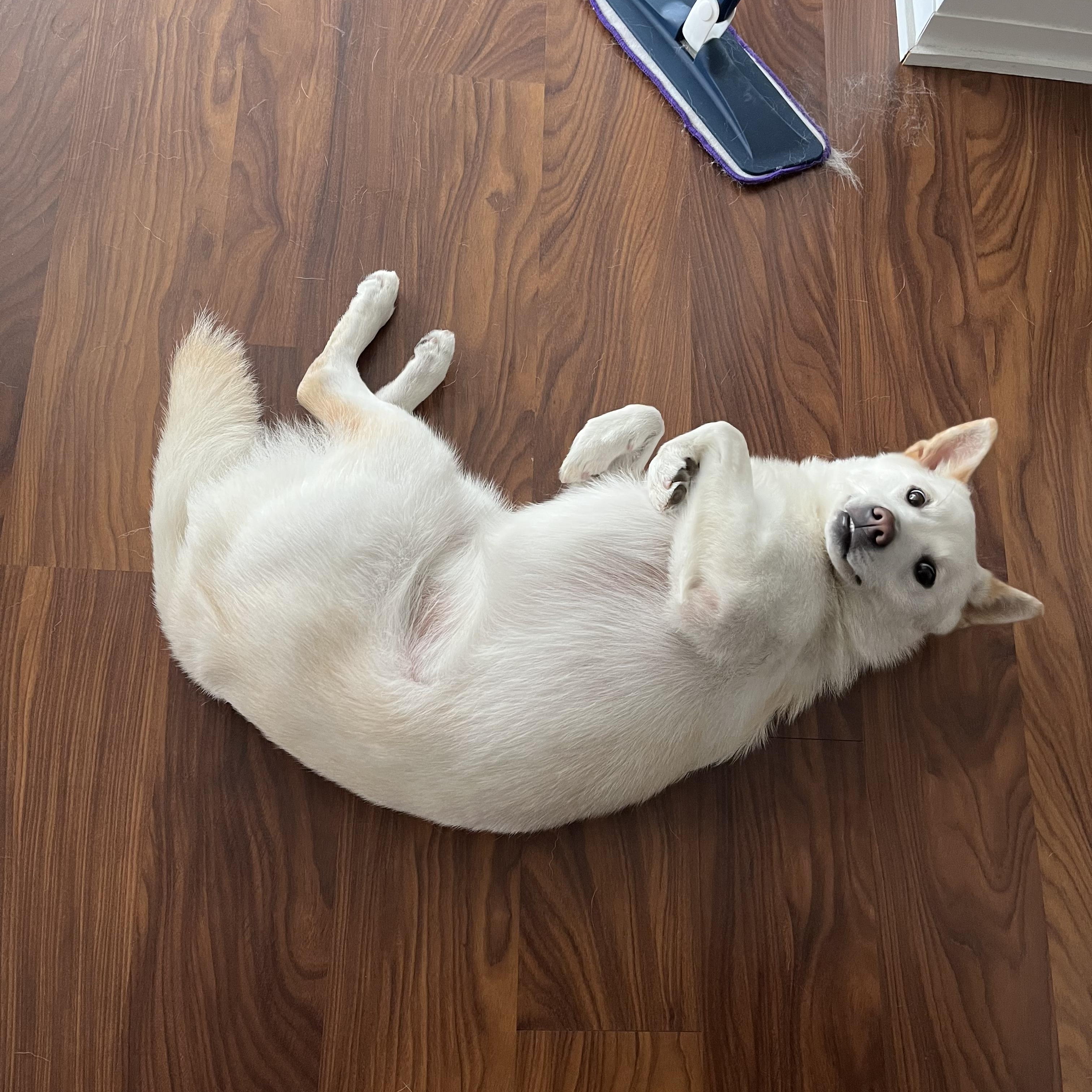 Enlarge Tuki, a ADOPTABLE Jindo in Toronto, ON image 2/4