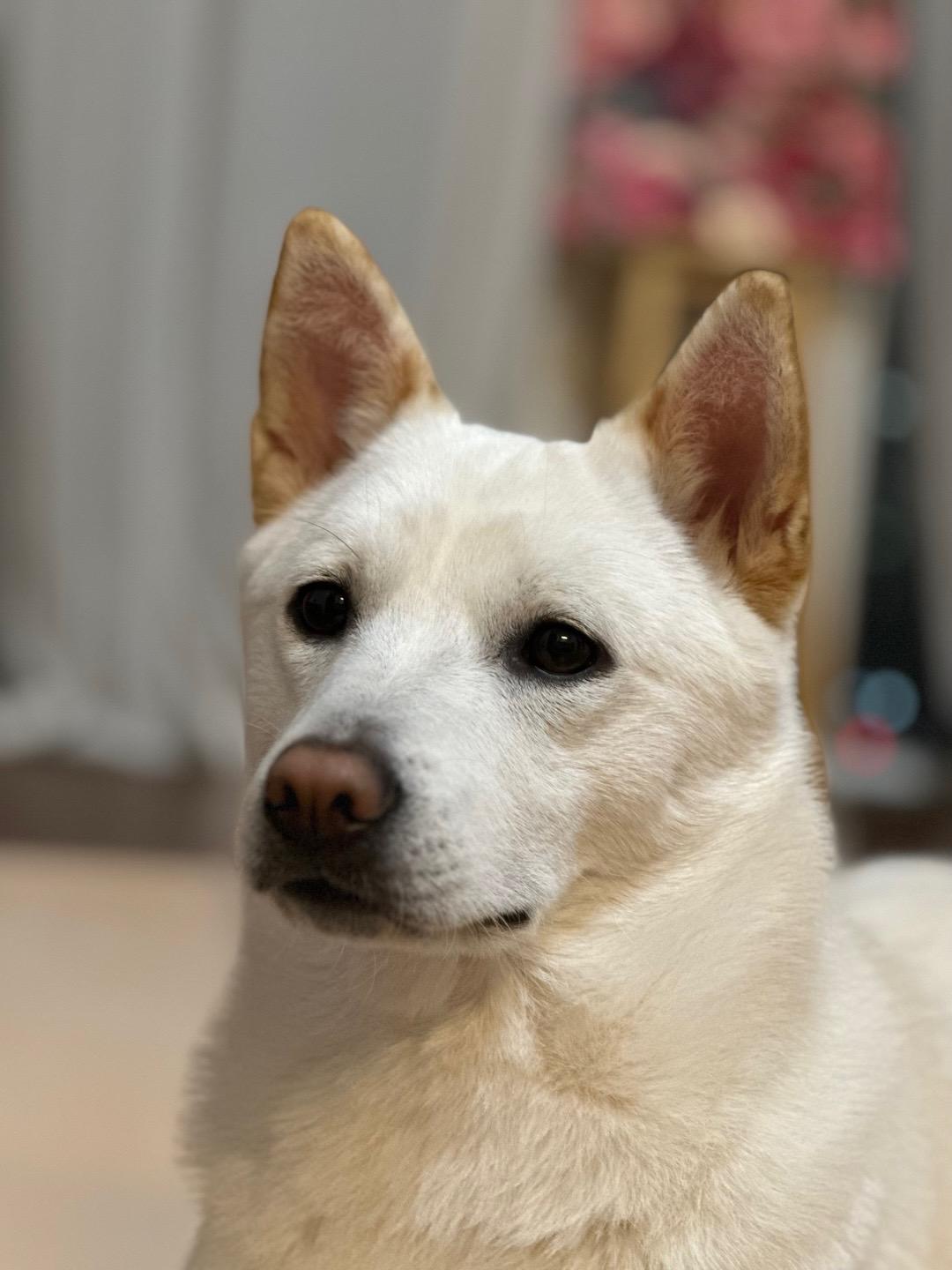 Enlarge Tuki, a ADOPTABLE Jindo in Toronto, ON image 1/4