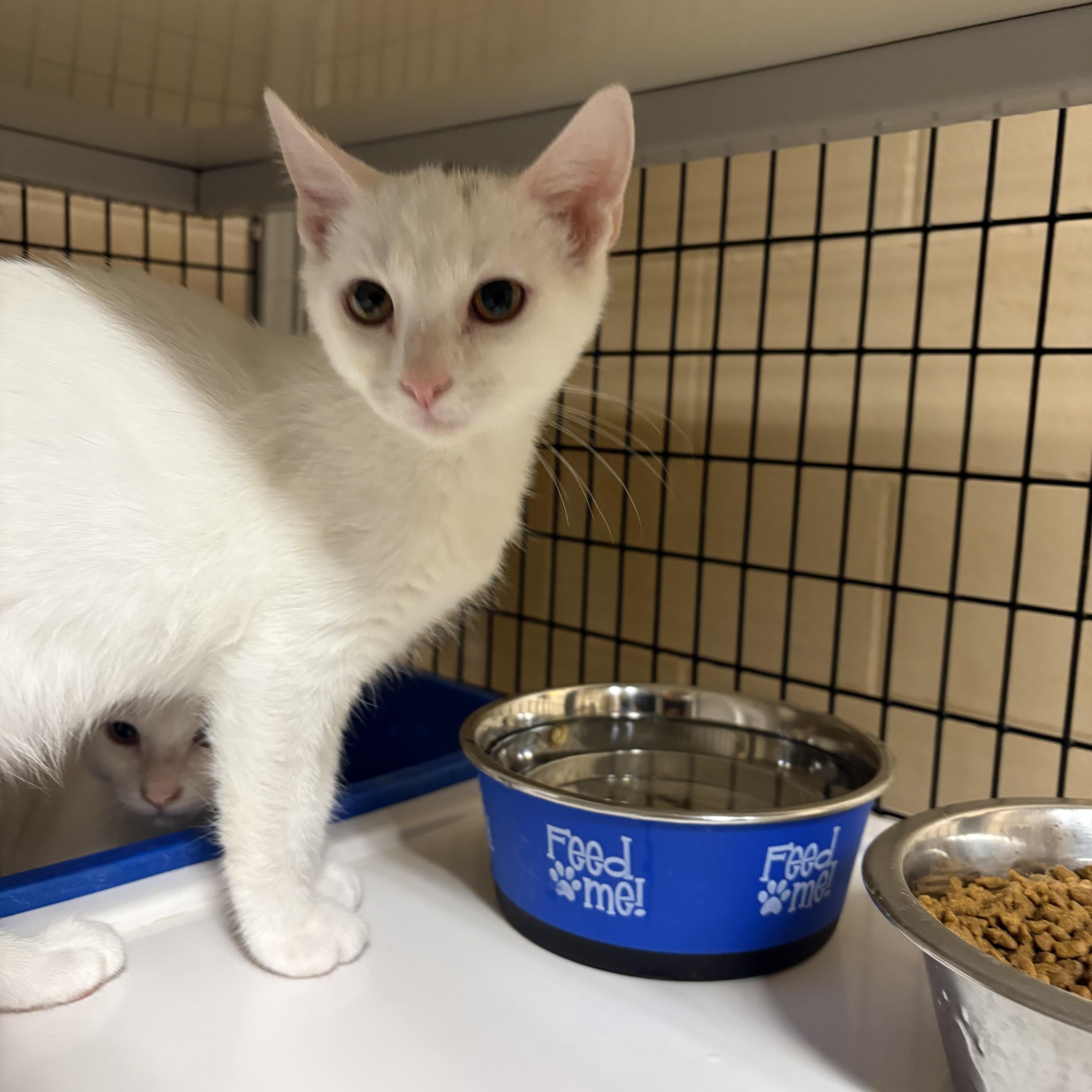 Enlarge Kylo, a Adoptable Domestic Short Hair in Monticello, GA image 1/1