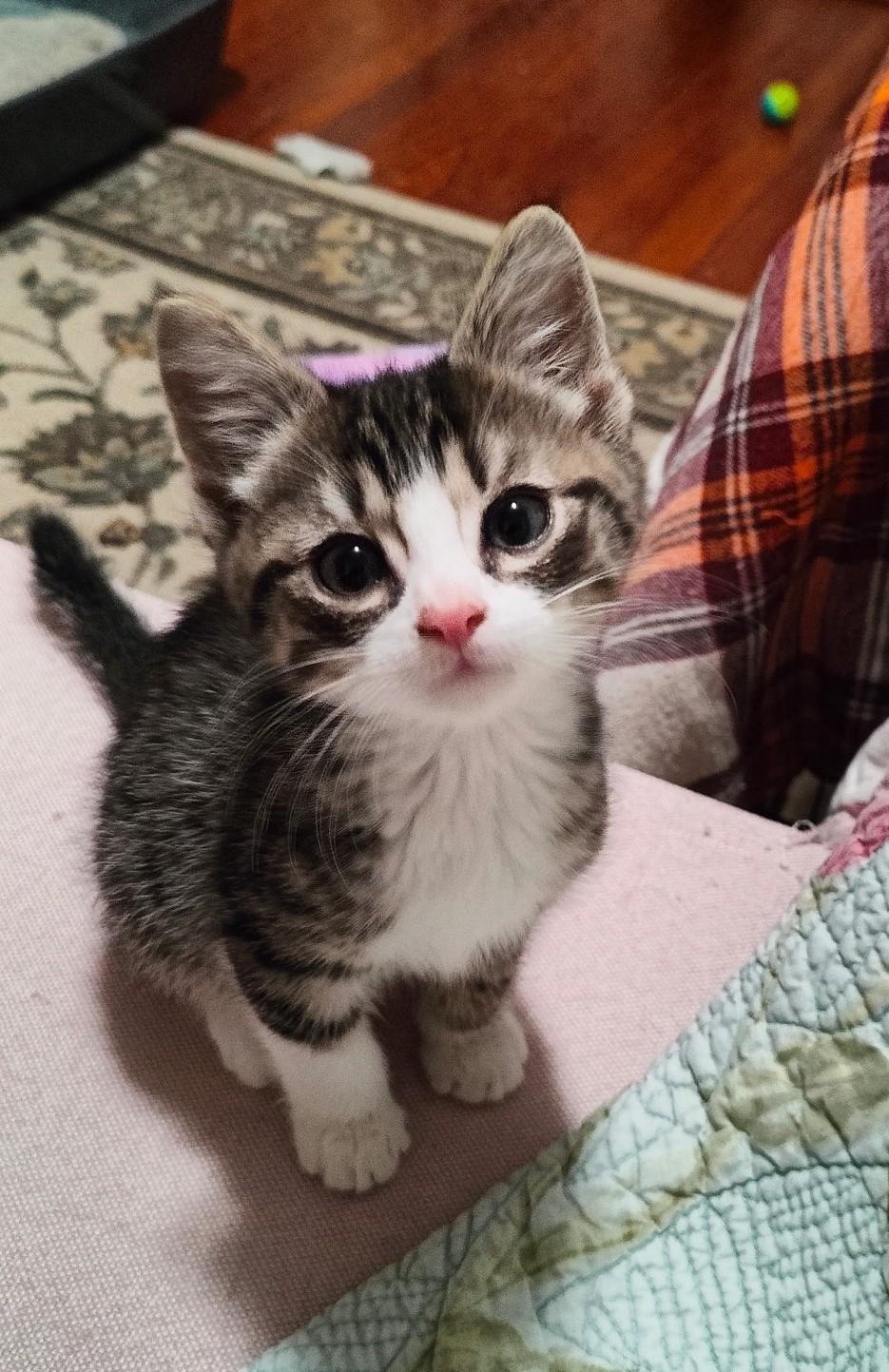 Jingle & Tinsel, an adopted Tabby in Closter, NJ image 4/4