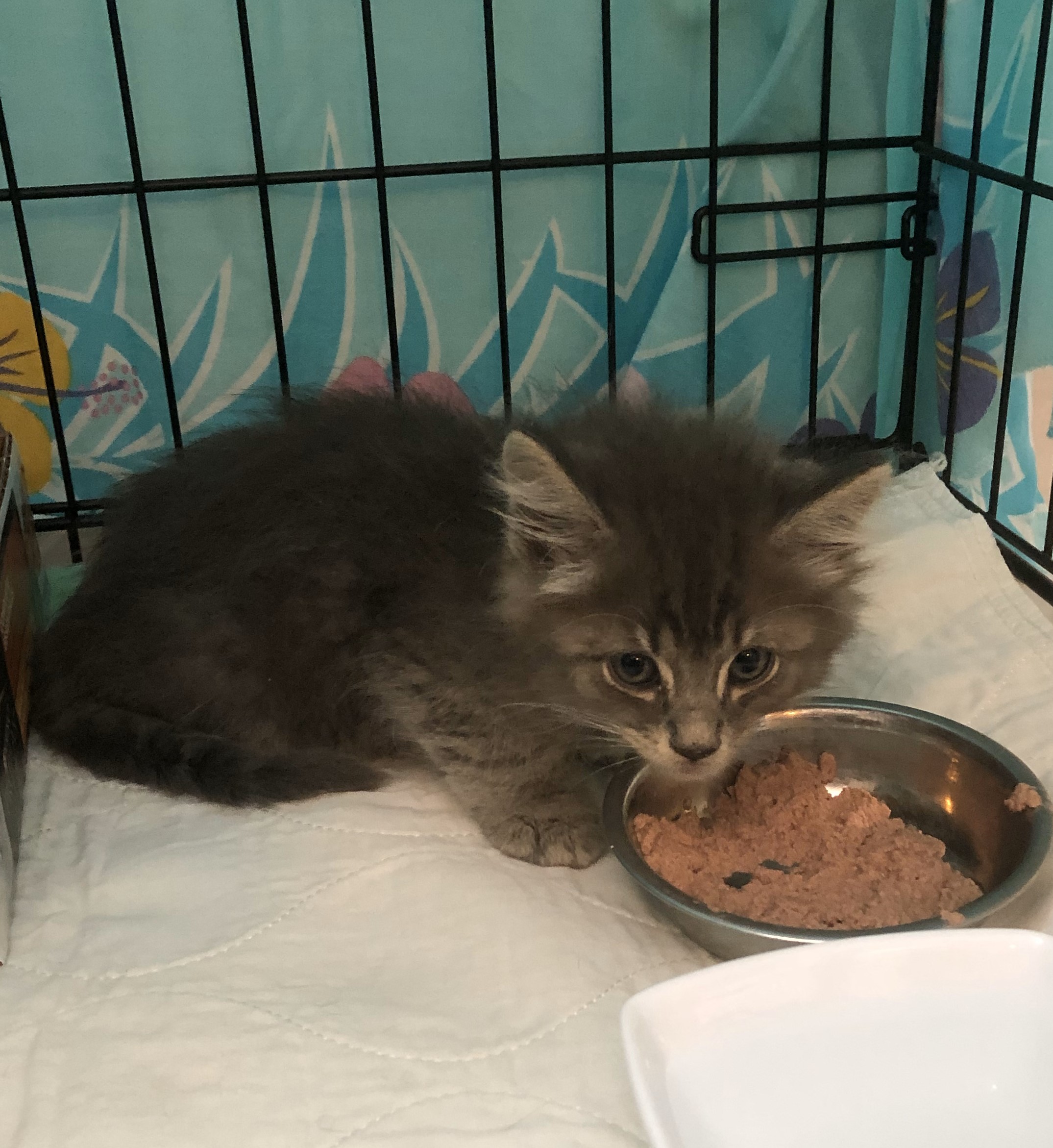 Tom, Adopted, Kitten Male American Shorthair.