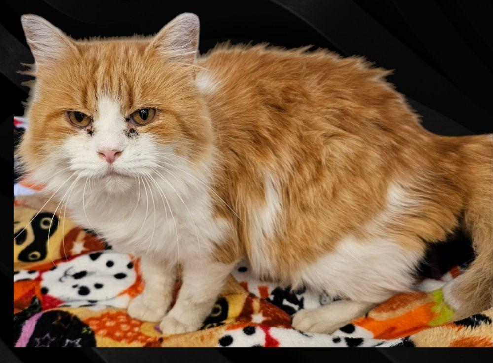 Jay, Adoptable, Adult Male Maine Coon & Domestic Medium Hair.