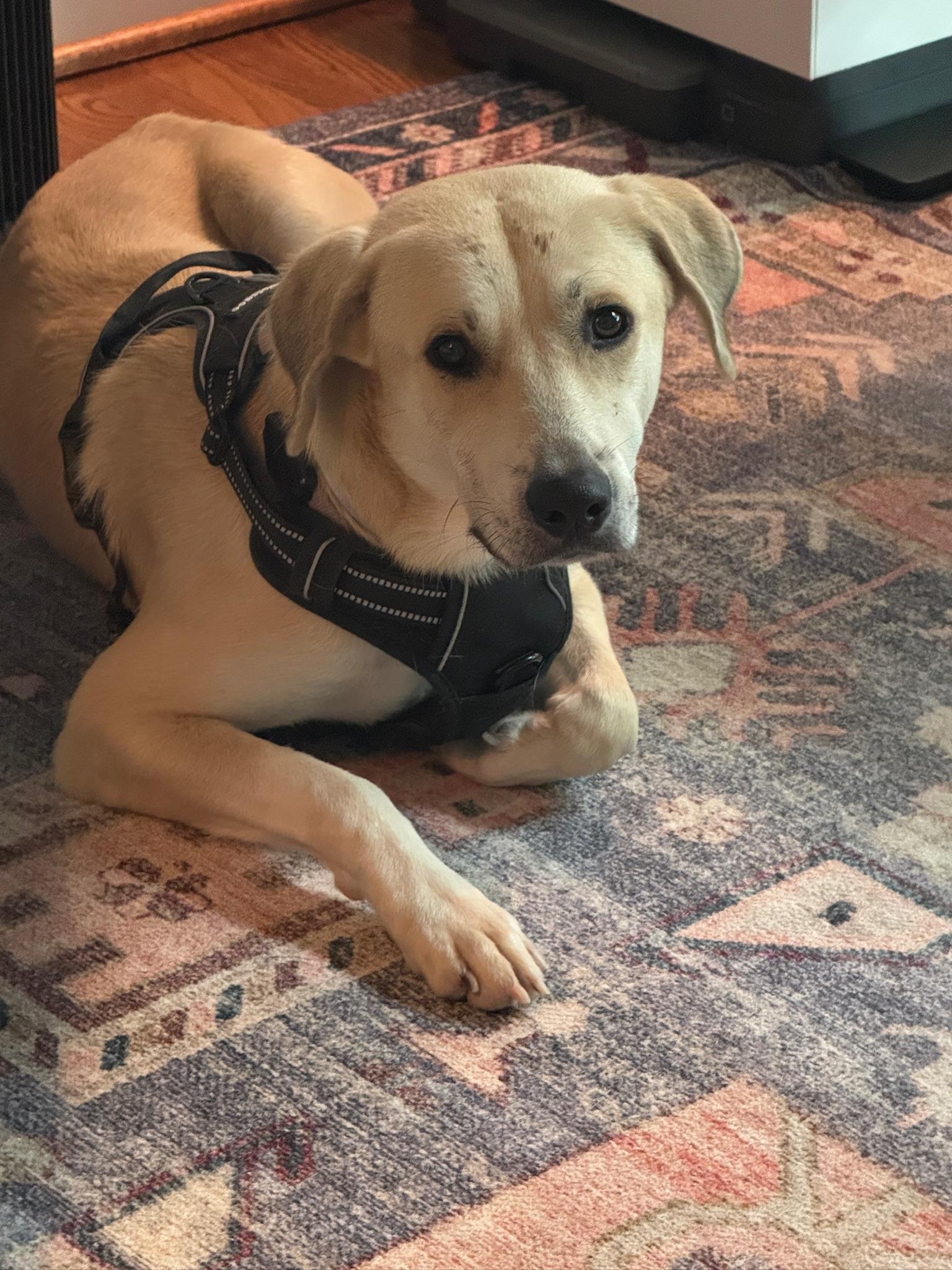 Adam, a Adoptable mixed breed in Commerce City, CO image 1/3