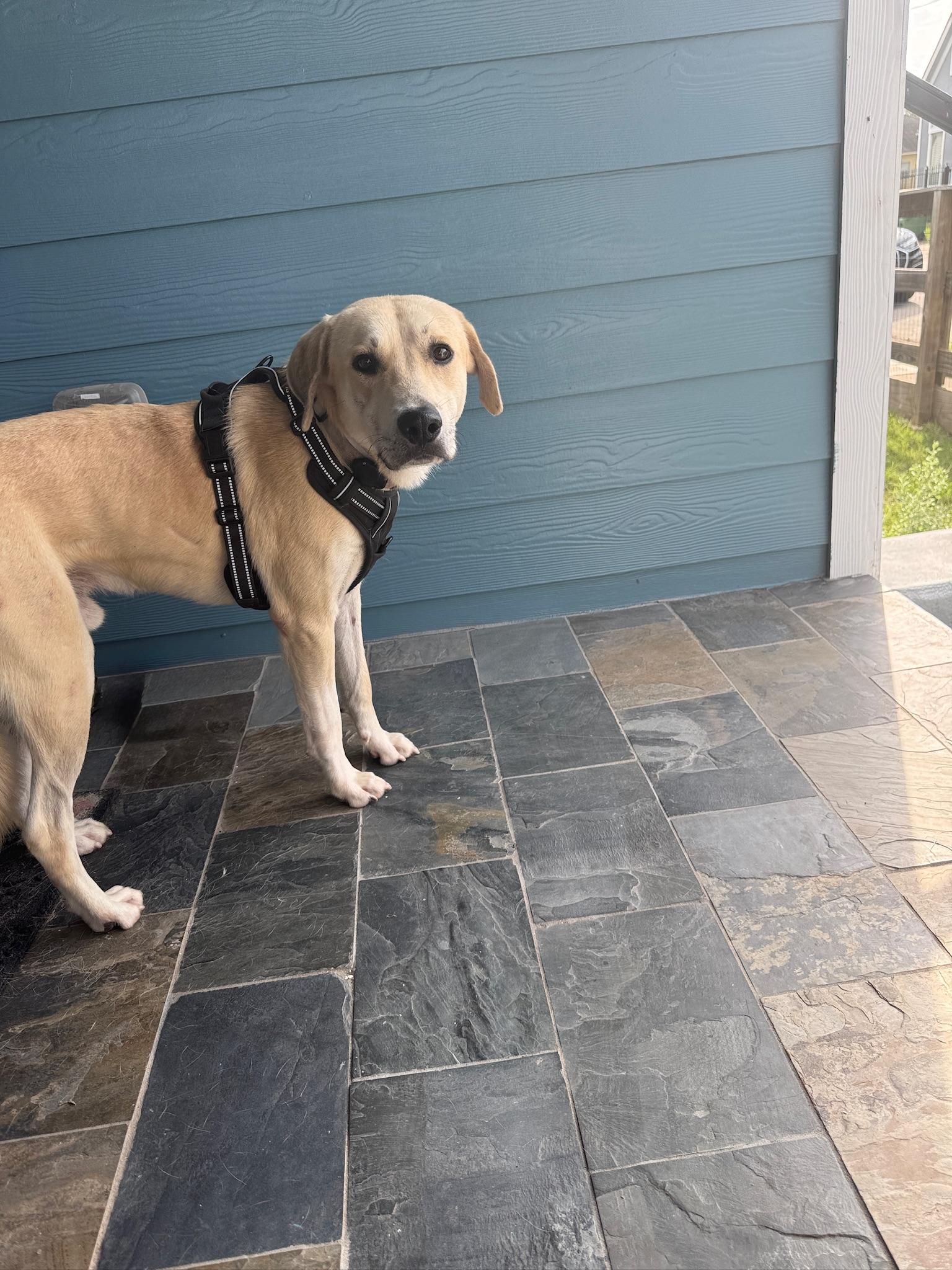 Adam, a Adoptable mixed breed in Commerce City, CO image 2/3