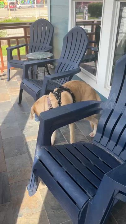 Enlarge Adam, a Adoptable mixed breed in Commerce City, CO video 3/3