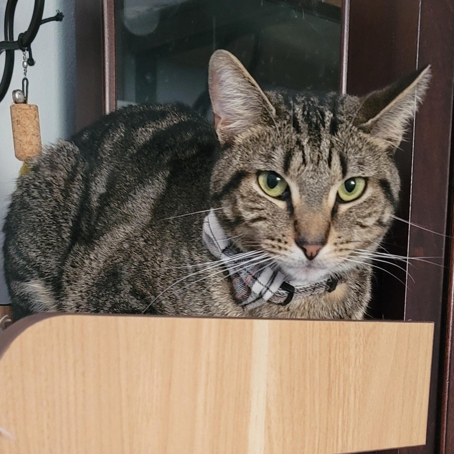 Stanford, a Adoptable mixed breed in Orlando, FL image 2/5