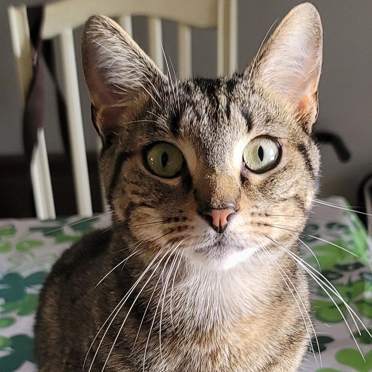 Stanford, a Adoptable mixed breed in Orlando, FL image 1/5