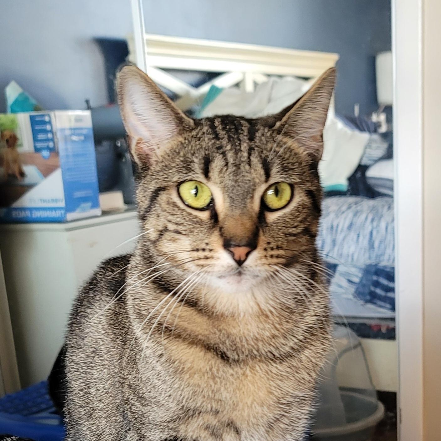 Stanford, Adoptable, Young Male American Shorthair.