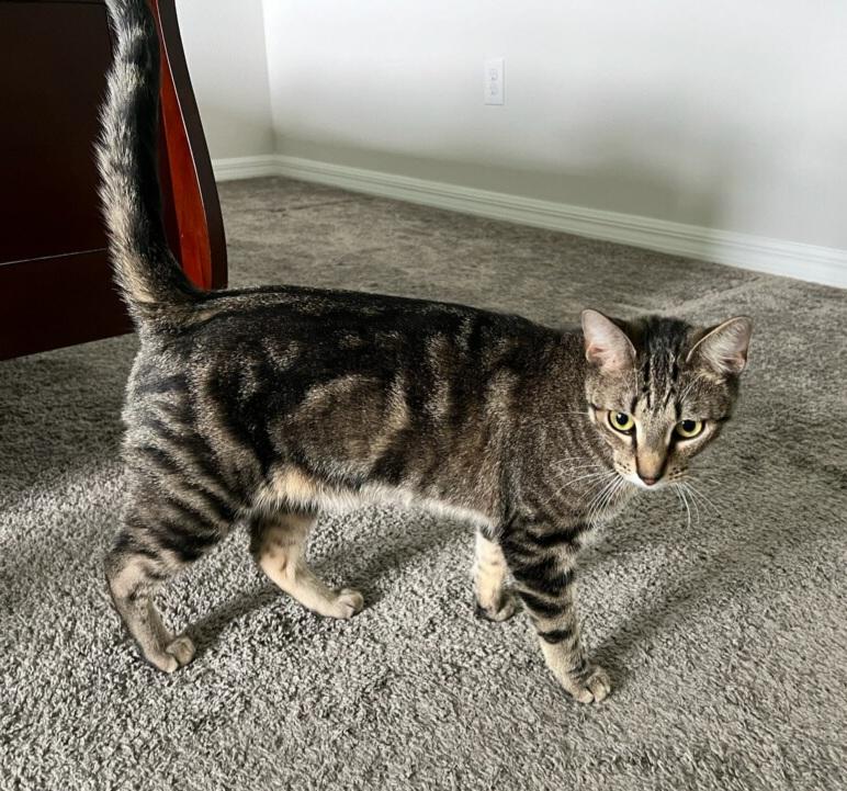 Enlarge Stanford, a Adoptable mixed breed in Orlando, FL image 3/4