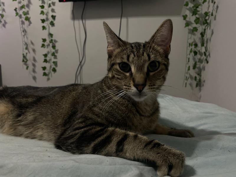 Enlarge Stanford, a Adoptable mixed breed in Orlando, FL image 2/4