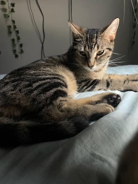 Enlarge Stanford, a Adoptable mixed breed in Orlando, FL image 4/4