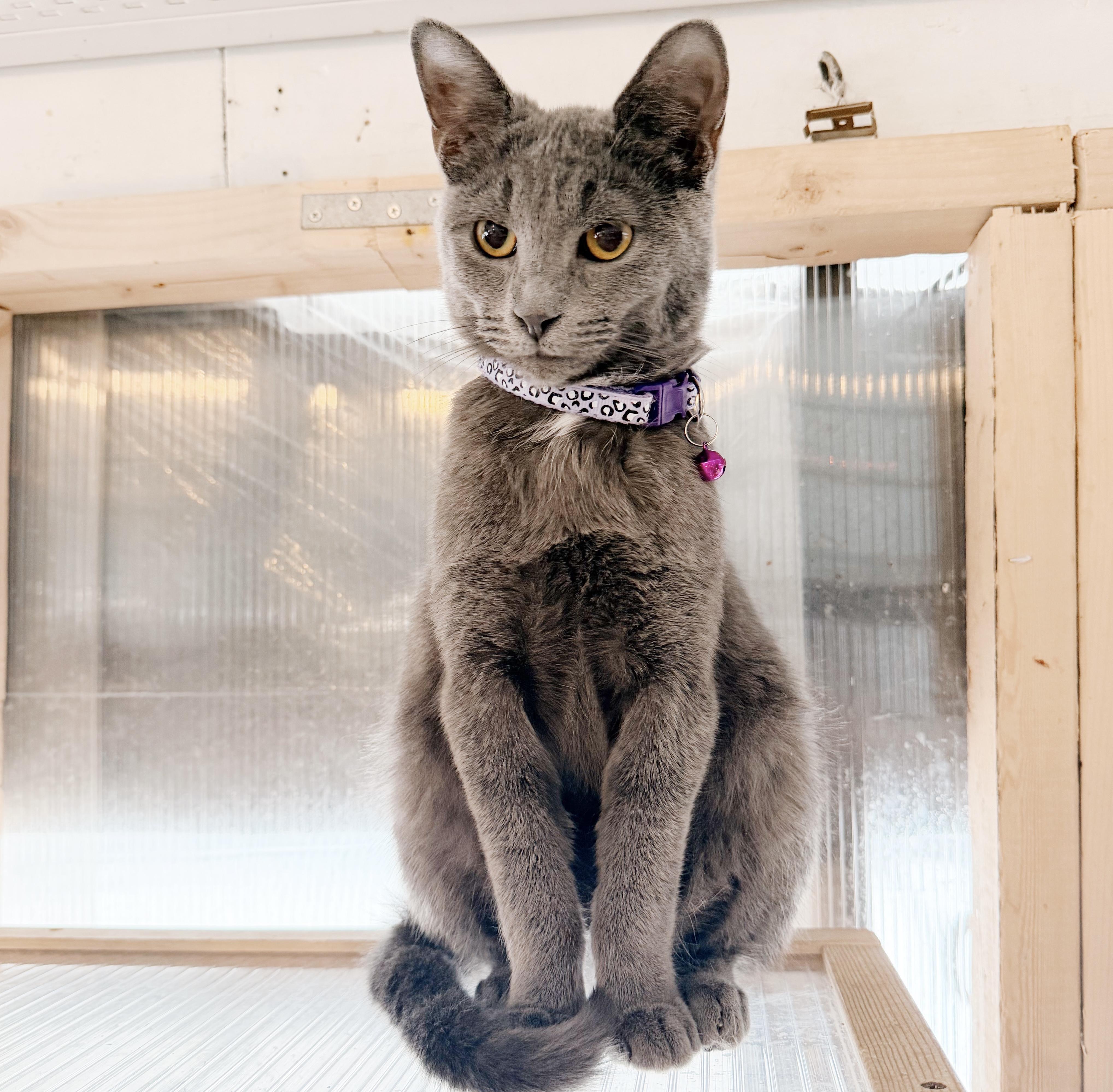 Enlarge Noah, an adopted mixed breed in Philadelphia, PA image 2/5