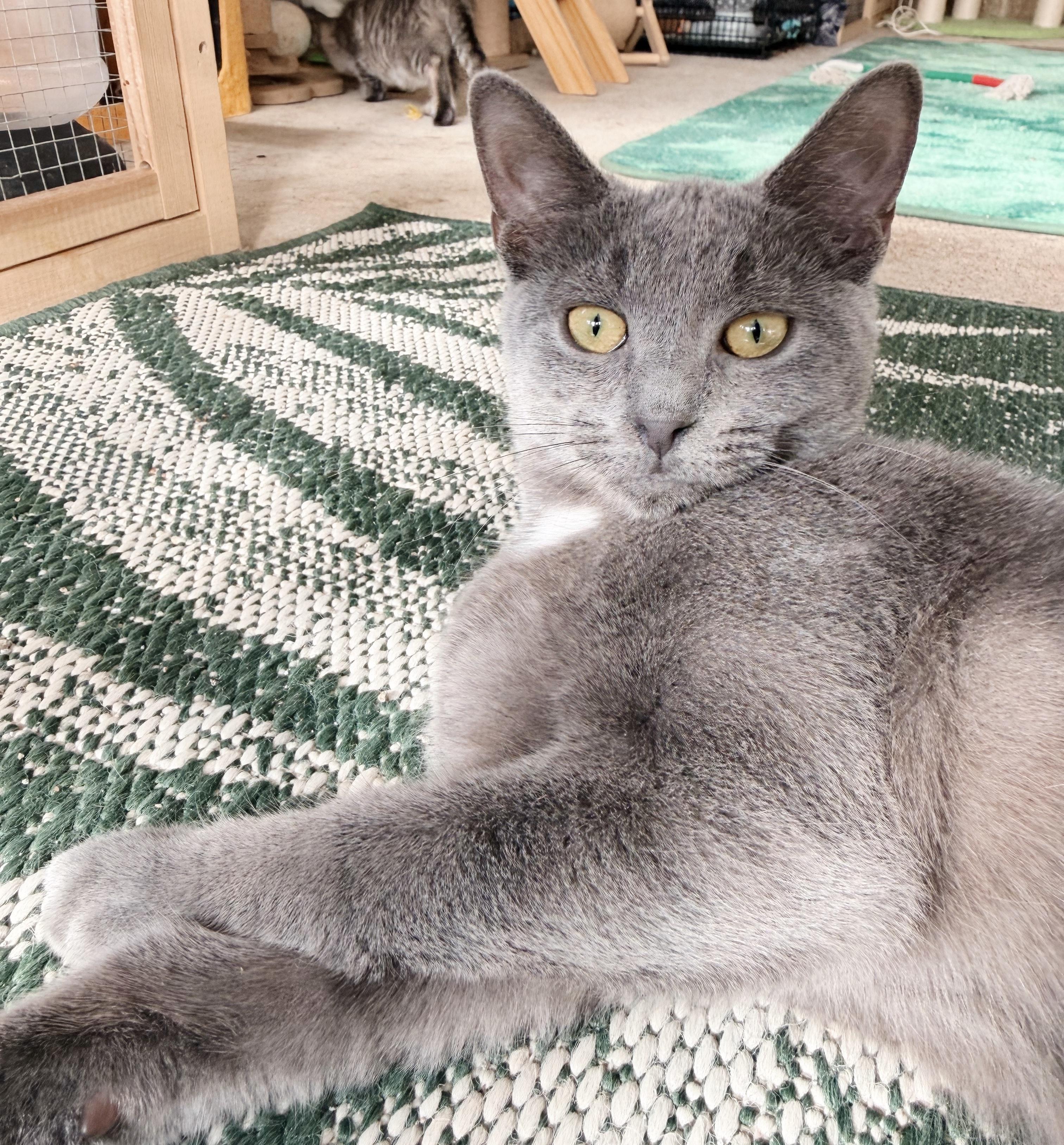 Enlarge Noah, an adopted mixed breed in Philadelphia, PA image 3/5