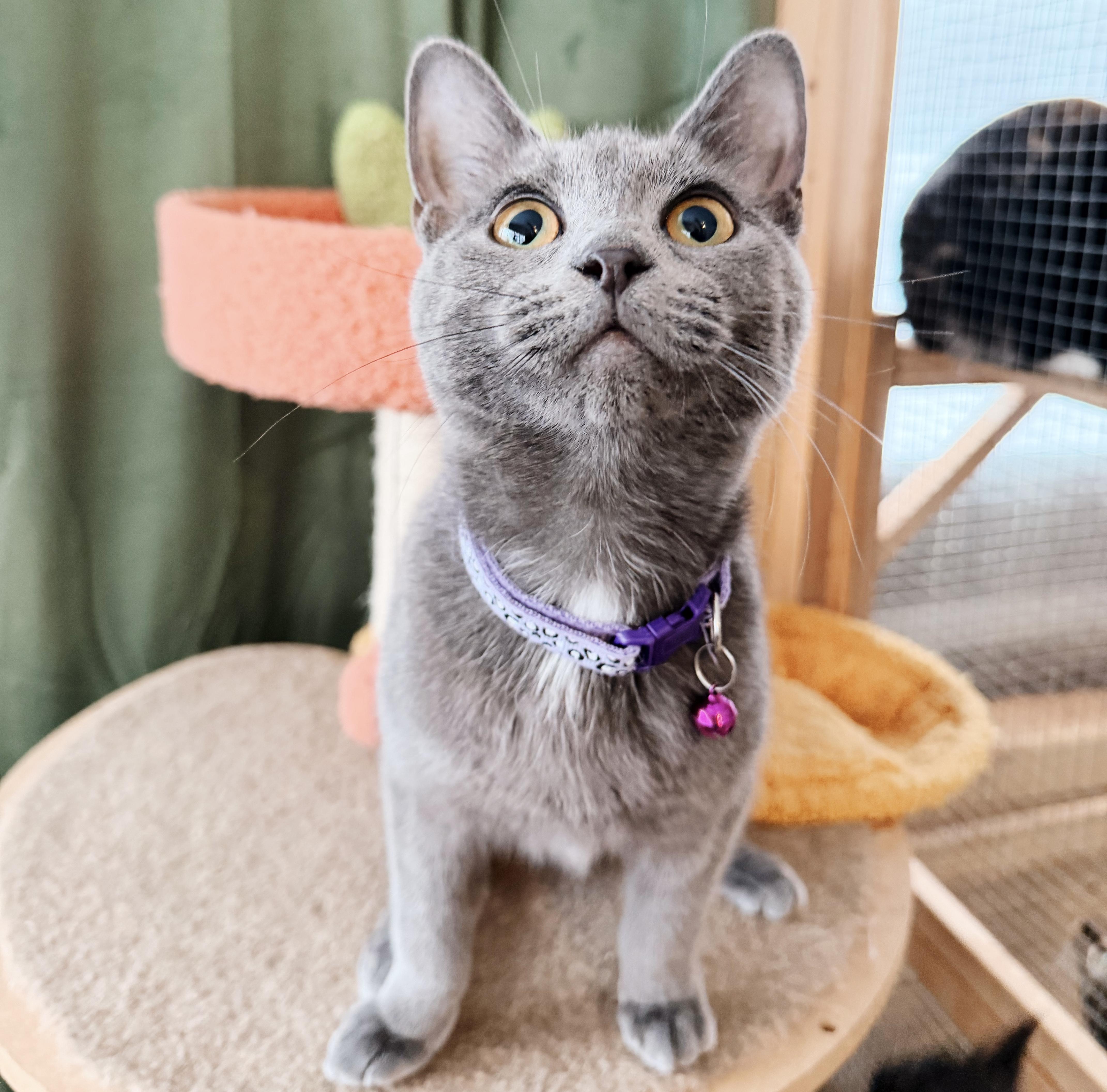 Noah, adopted, Kitten Female Russian Blue & Domestic Short Hair.