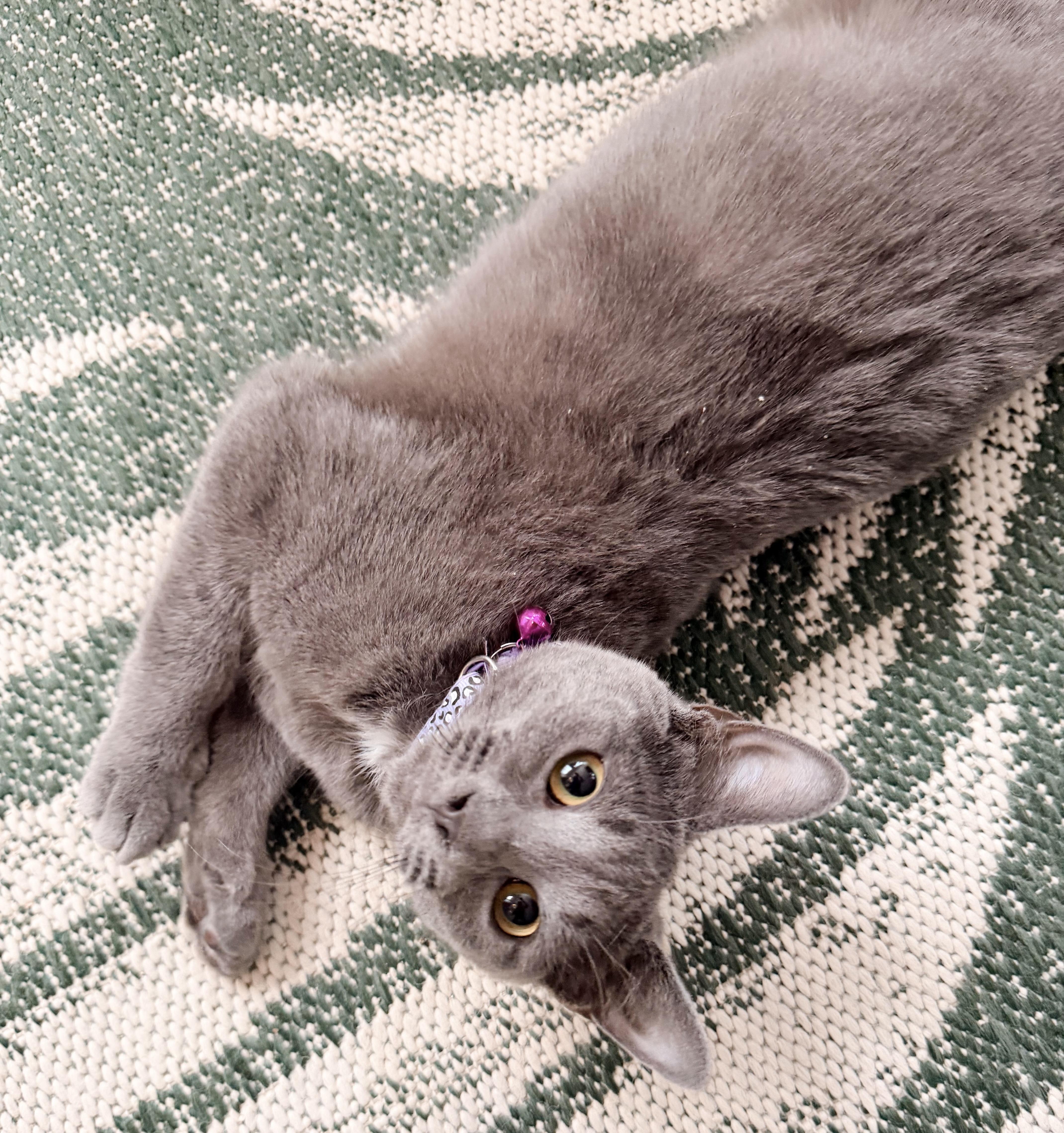 Enlarge Noah, an adopted mixed breed in Philadelphia, PA image 5/5