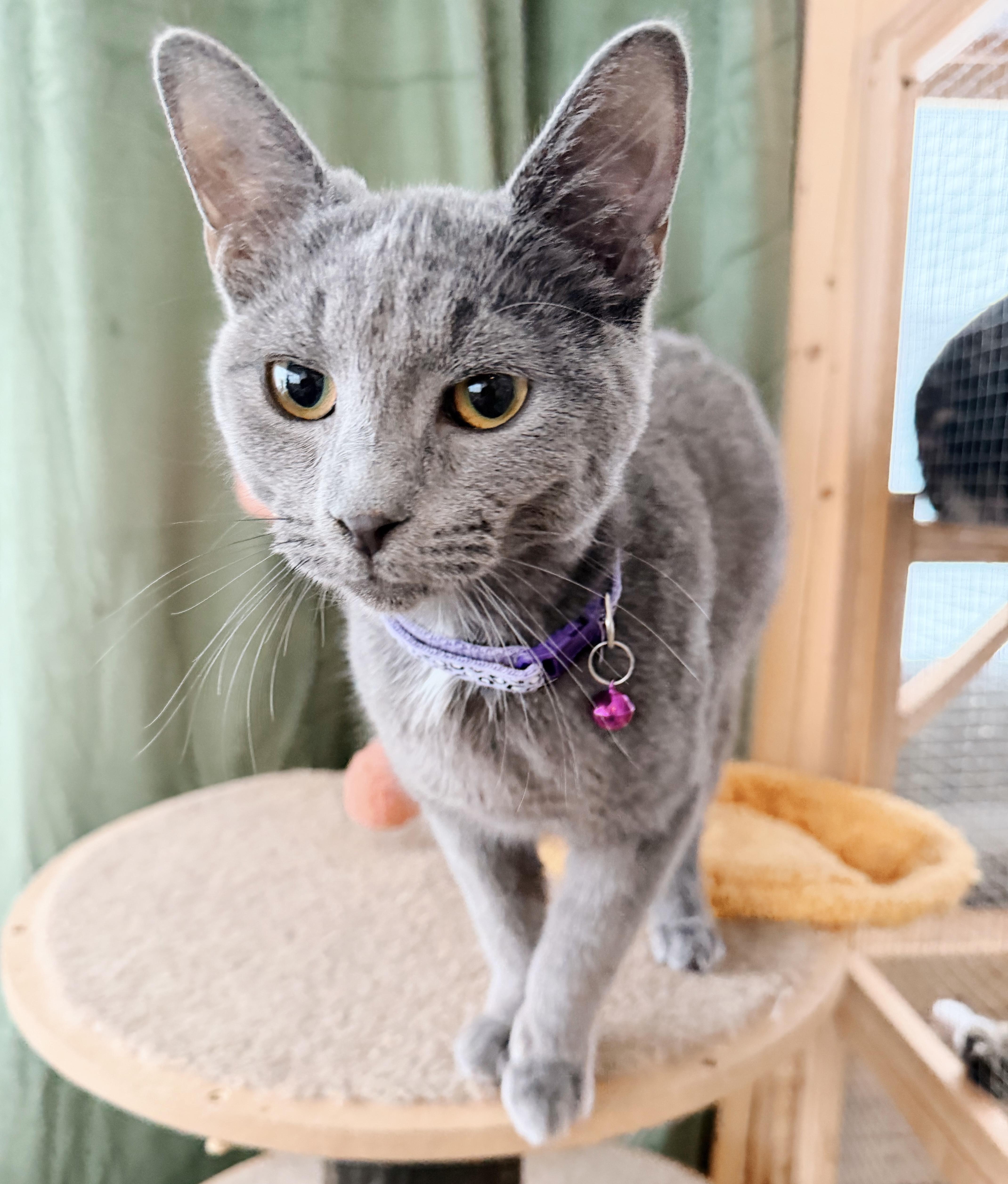 Enlarge Noah, an adopted mixed breed in Philadelphia, PA image 4/5