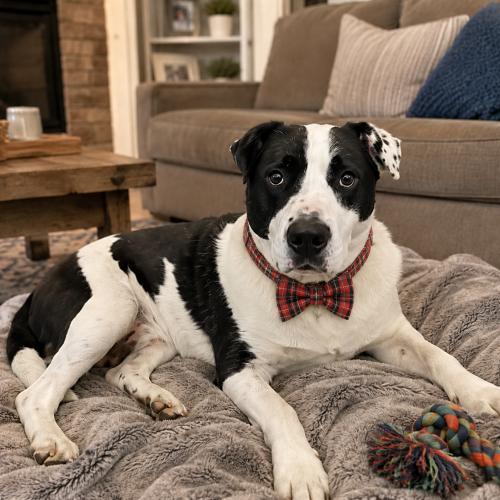 Enlarge Domino, a Adoptable mixed breed in Leesburg, AL image 3/3