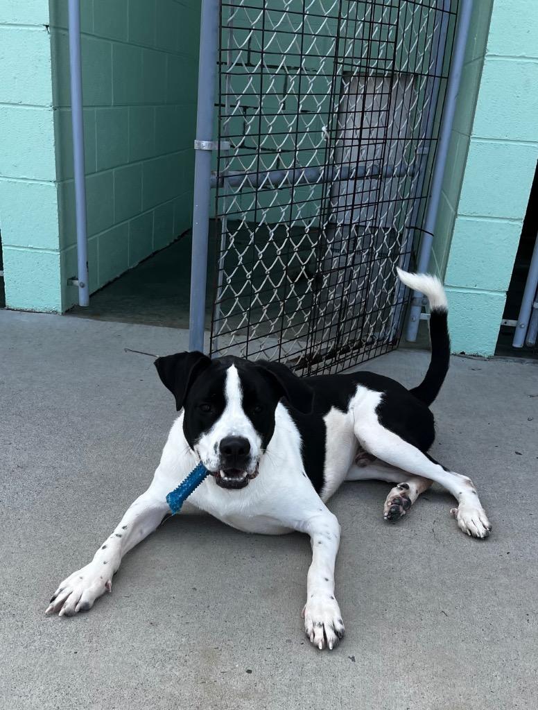 Pad Thai, Adoptable, Young Male Retriever.