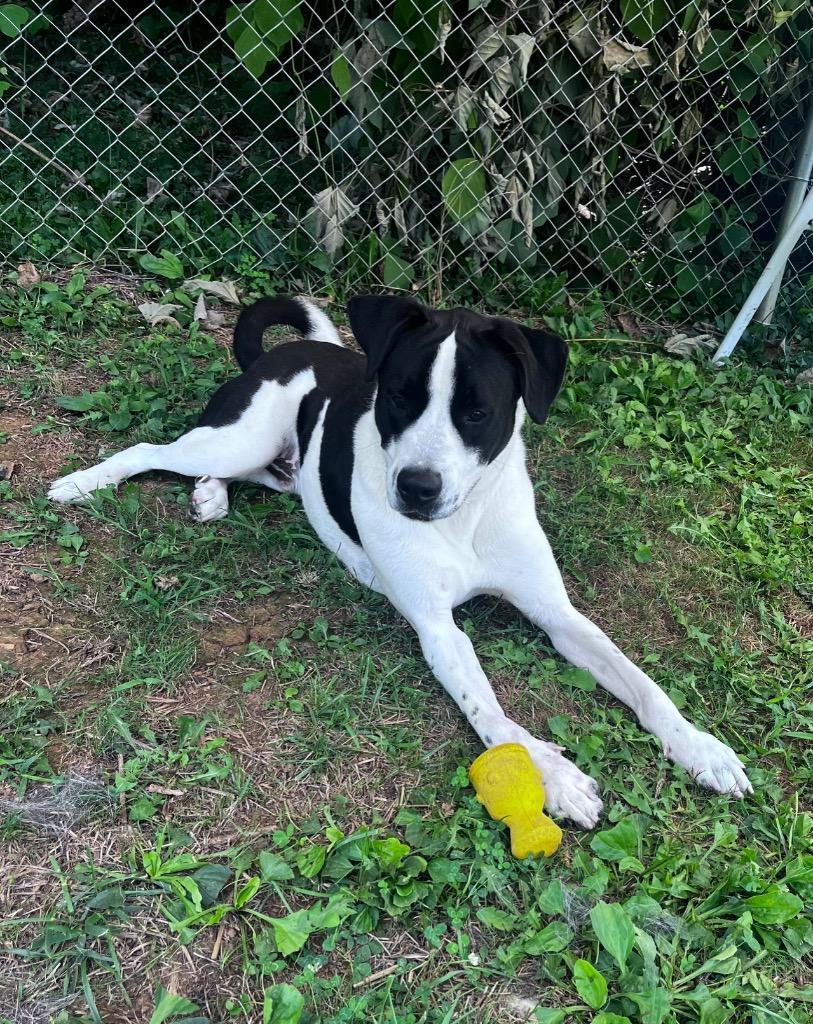 Pad Thai, a Adoptable mixed breed in Blountville, TN image 2/6