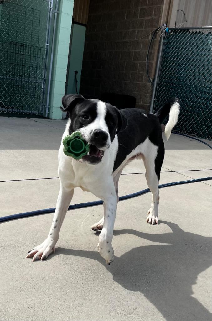 Pad Thai, Adoptable, Young Male Retriever.