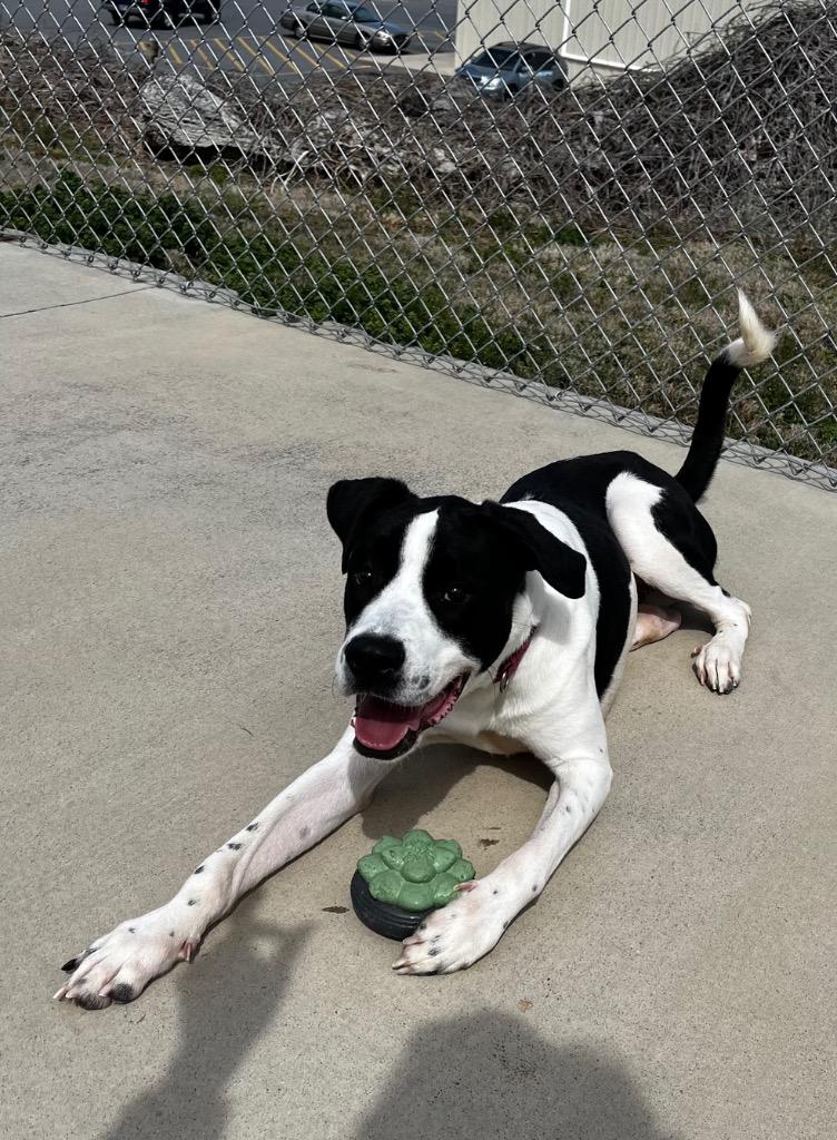 Enlarge Pad Thai, a Adoptable mixed breed in Blountville, TN image 2/5