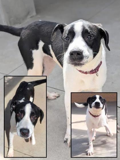 Enlarge Pad Thai, a Adoptable mixed breed in Blountville, TN image 3/5