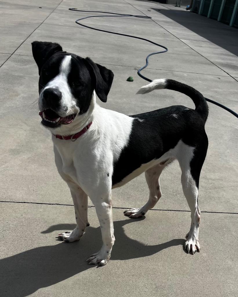 Enlarge Pad Thai, a Adoptable mixed breed in Blountville, TN image 5/5