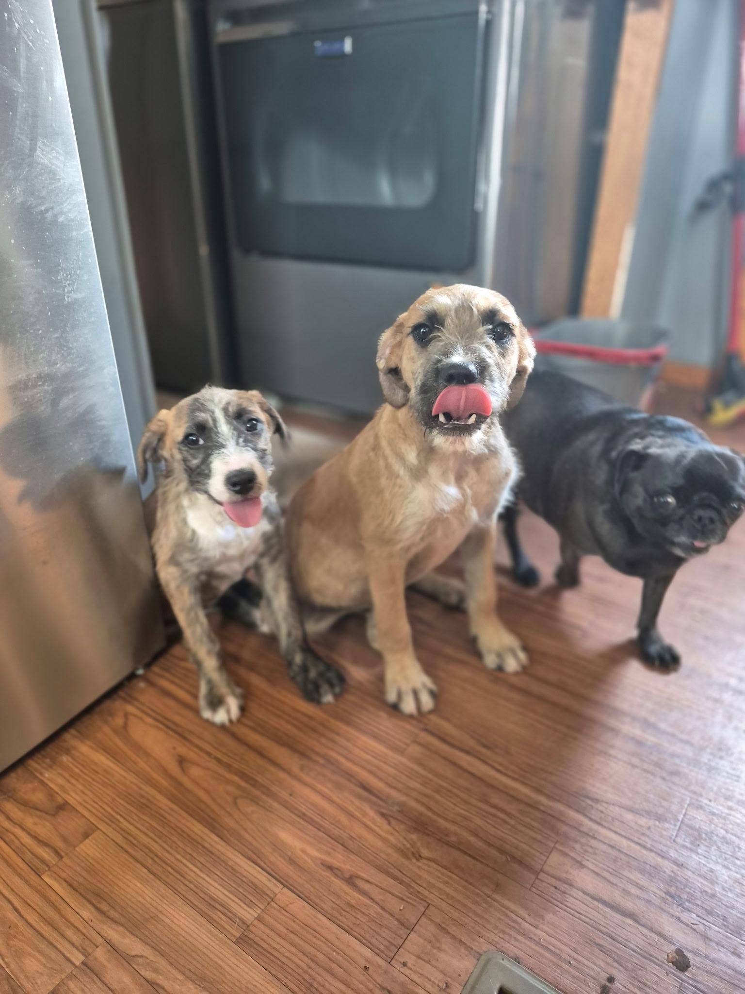 Piper, a ADOPTABLE mixed breed in Byron, IL image 5/5