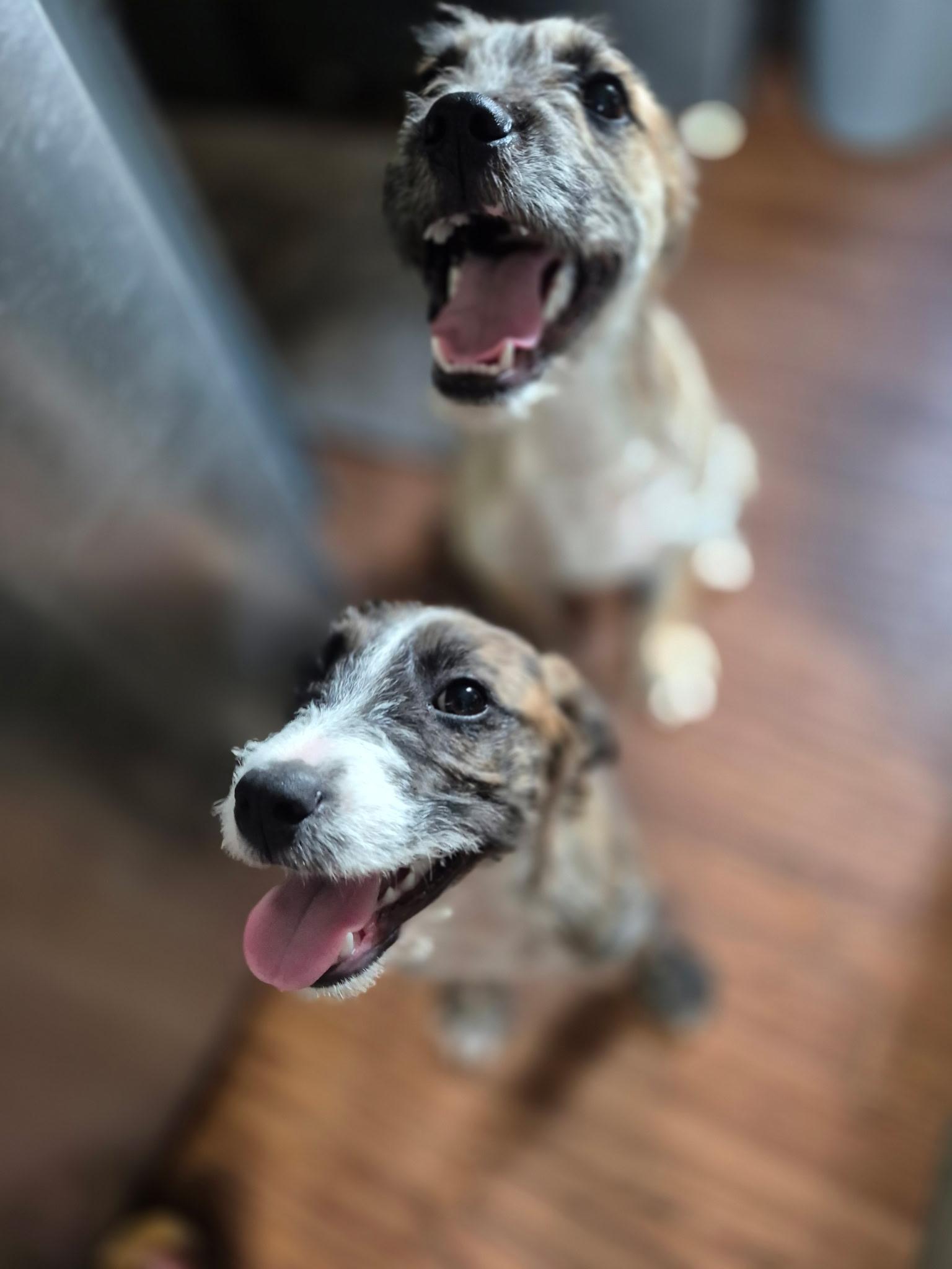 Piper, a ADOPTABLE mixed breed in Byron, IL image 4/5