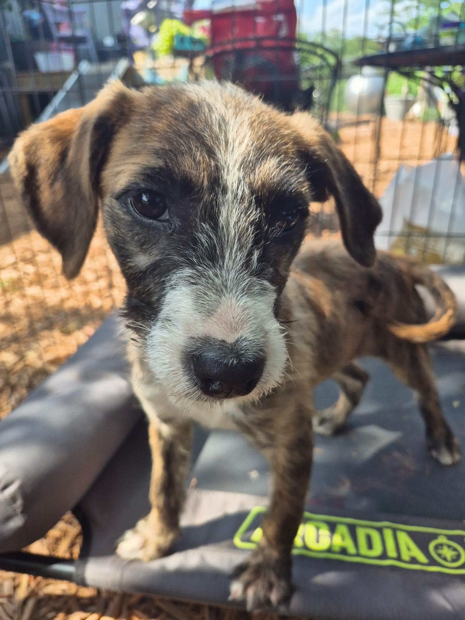 Piper, ADOPTABLE, Puppy Female Terrier.