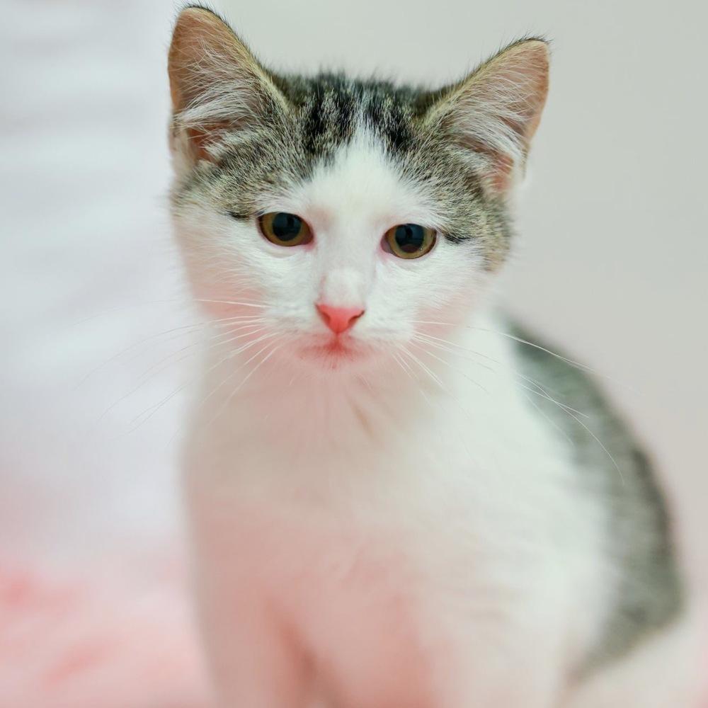 **Cat Cafe** Mike, a Adoptable Domestic Short Hair in Topeka, KS image 1/2