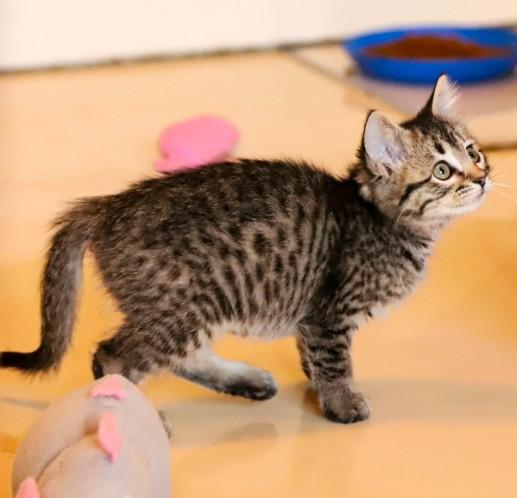 Mary Meding, ADOPTABLE, Kitten Male Domestic Medium Hair.