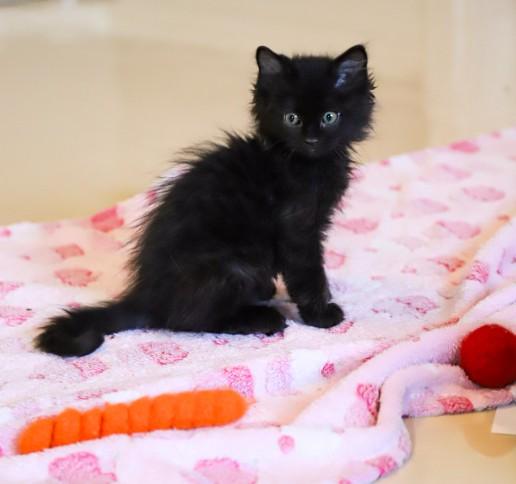 Billy and Mary Meding, ADOPTABLE, Kitten Male Domestic Medium Hair.