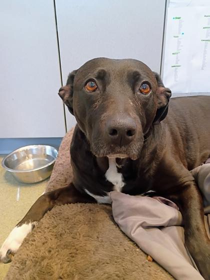 Enlarge Amara, a Adoptable mixed breed in Beatrice, NE image 2/3