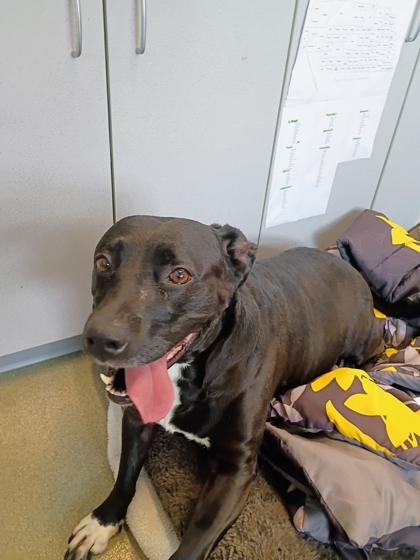 Enlarge Amara, a Adoptable mixed breed in Beatrice, NE image 3/3