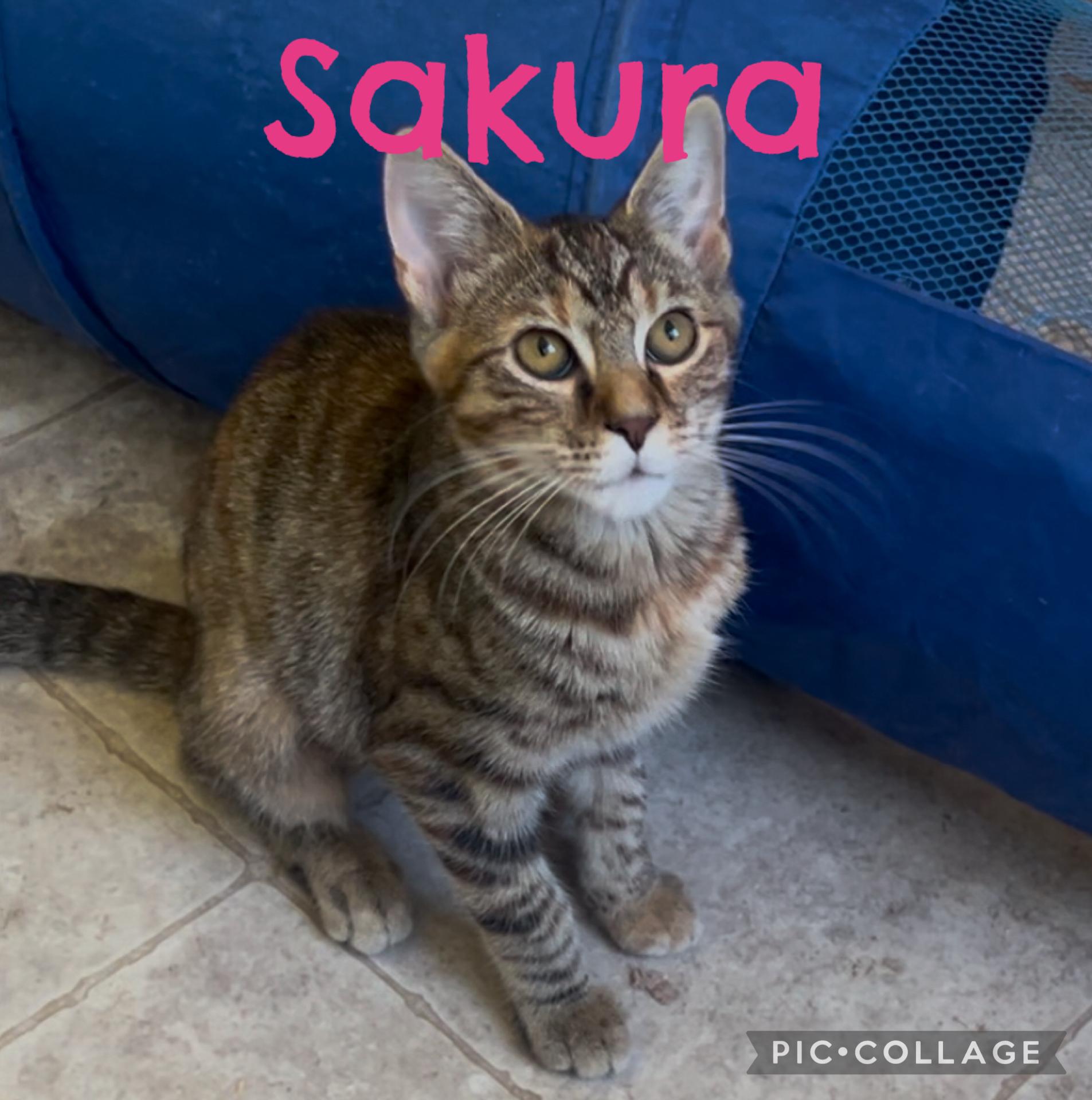 Enlarge Sakura, a Adoptable Domestic Short Hair in Richmond, VA image 1/1