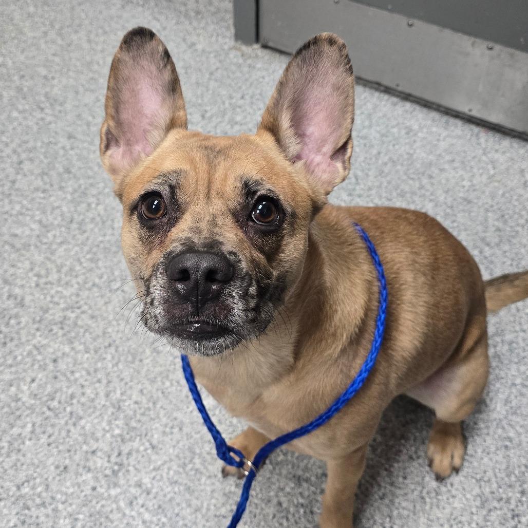 Fox, Adoptable, Adult Female Cattle Dog.