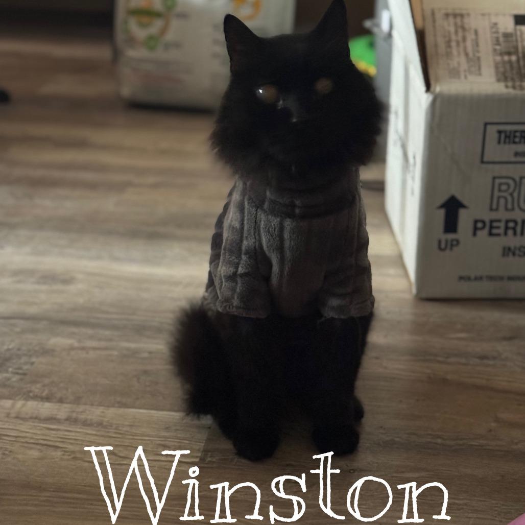 Enlarge Winston, a Adoptable Domestic Long Hair in Layton, UT image 1/3