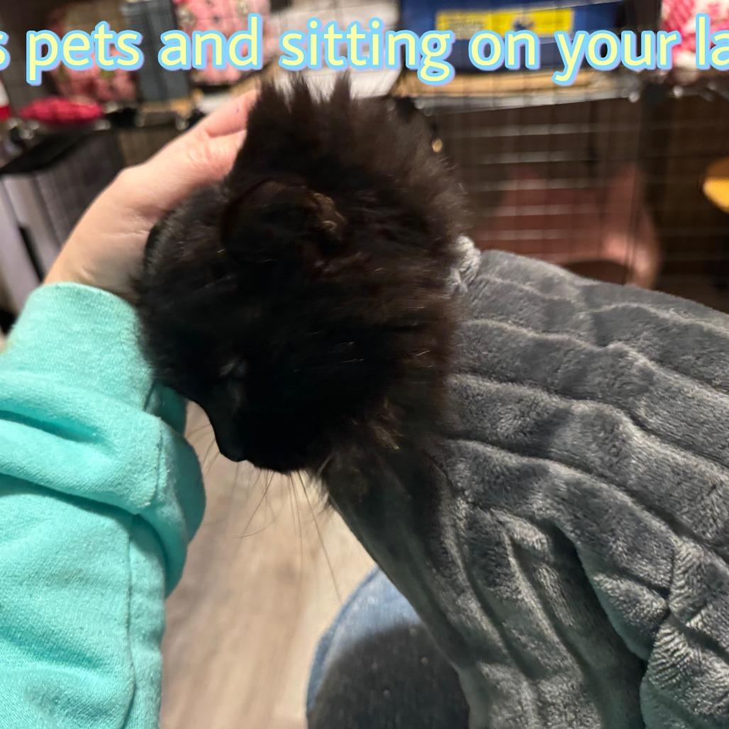 Enlarge Winston, a Adoptable Domestic Long Hair in Layton, UT image 2/3