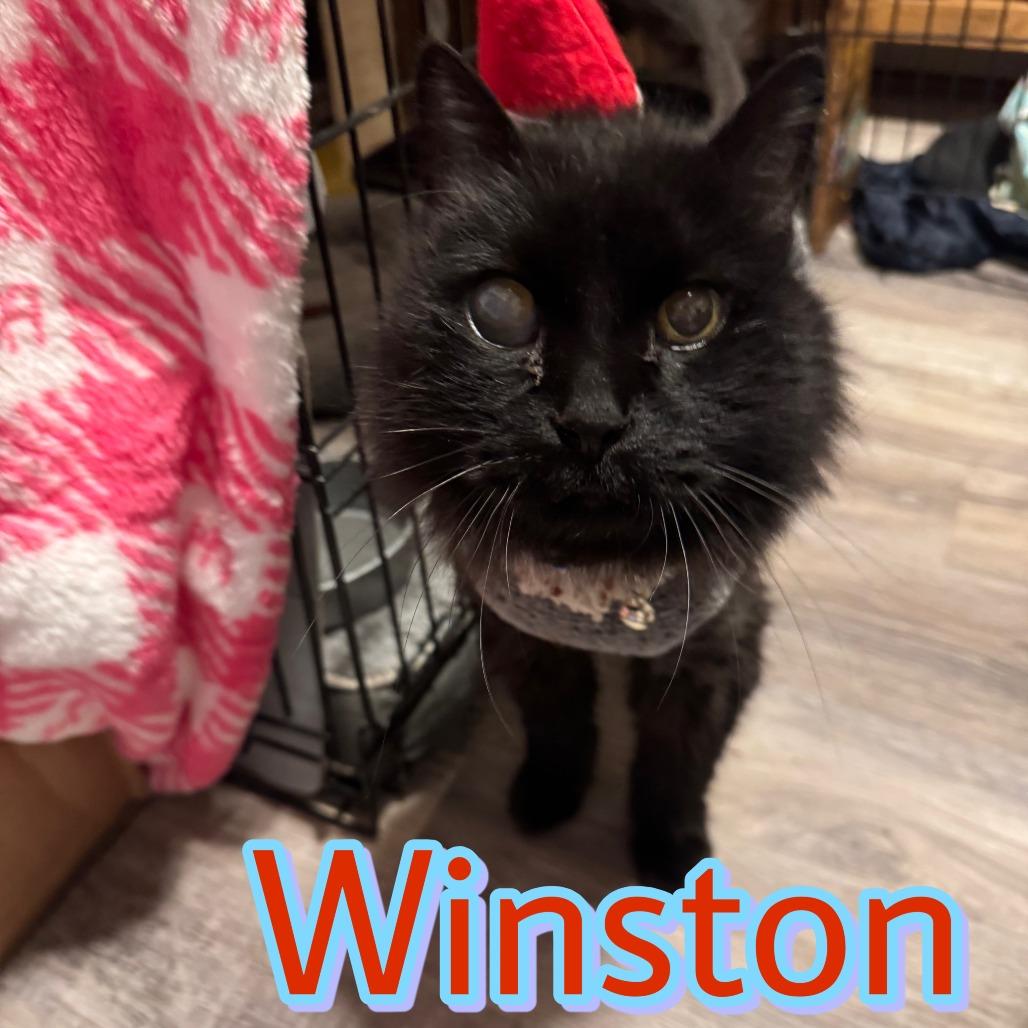 Enlarge Winston, a Adoptable Domestic Long Hair in Layton, UT image 3/3