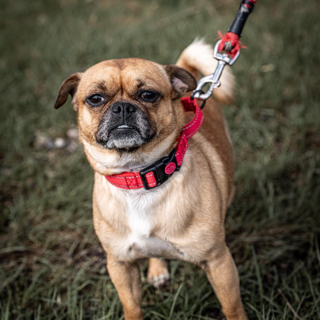 Brisket, Adoptable, Adult Male Pug & Chihuahua.