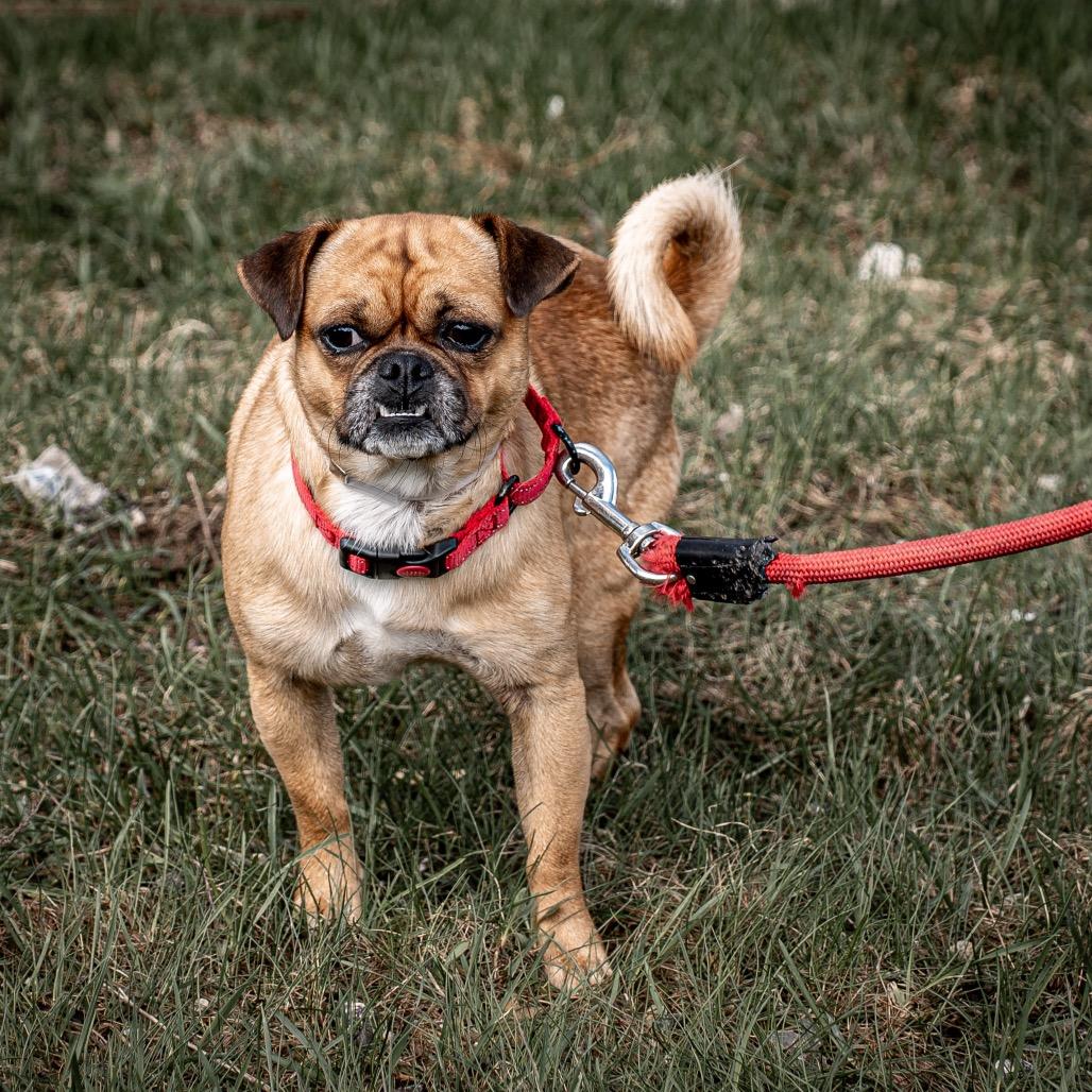 Enlarge Brisket, a Adoptable mixed breed in Tomah, WI image 2/4