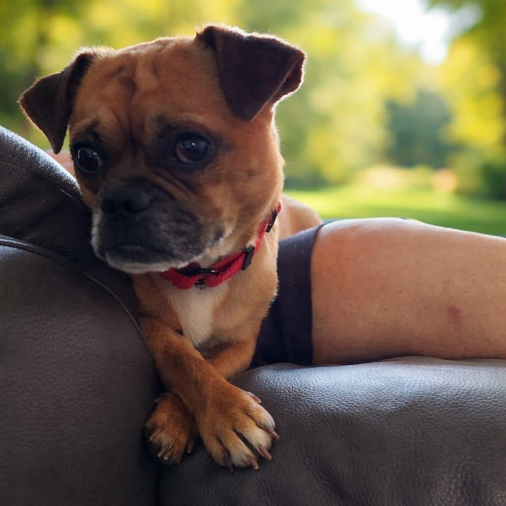 Enlarge Brisket, a Adoptable mixed breed in Tomah, WI image 3/4