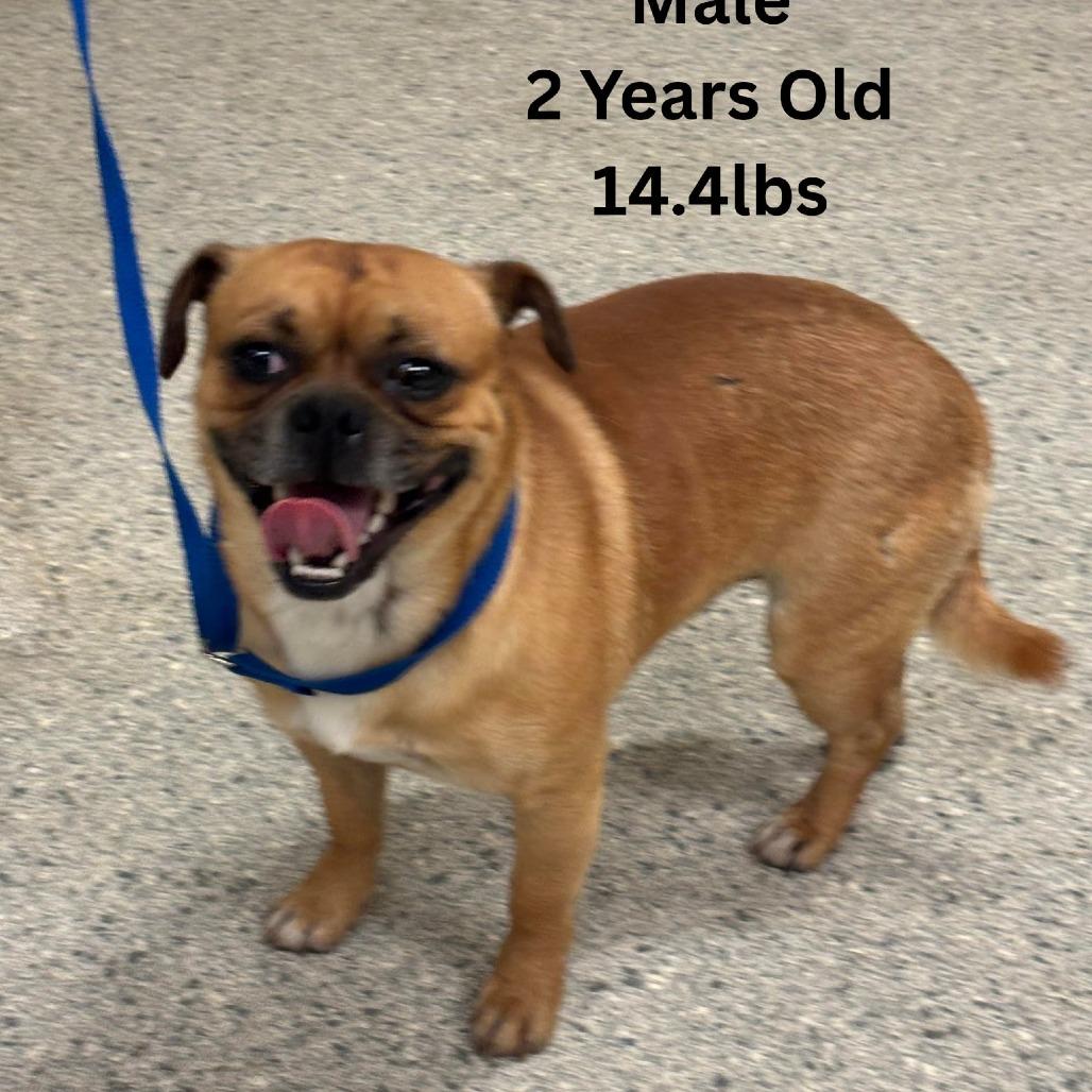 Enlarge Brisket, a Adoptable mixed breed in Tomah, WI image 4/4