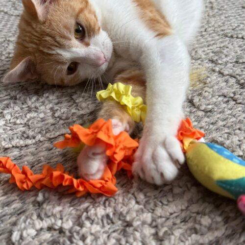 Chester, a Adoptable Domestic Short Hair in Canal Winchester, OH image 1/5
