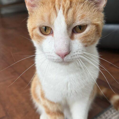 Chester, a Adoptable Domestic Short Hair in Canal Winchester, OH image 2/5